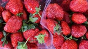 Read more about the article Business marketing online and strawberries